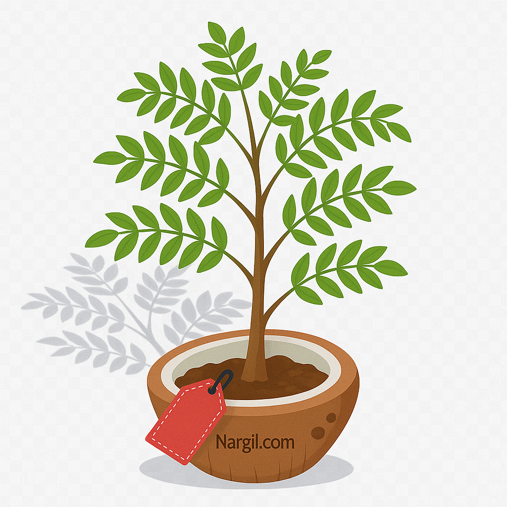  Nargil - honey locust